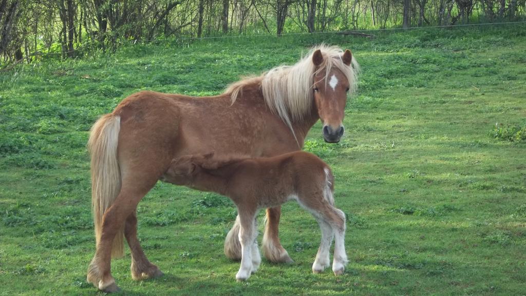 Gite Du Colombier Le Fied Exterior photo